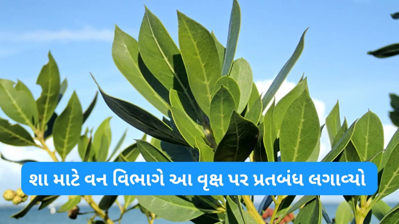 Forest department banned this Tree in Gujarat